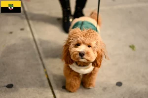 Lee más sobre el artículo Criadores de Havapoo y cachorros en Sajonia-Anhalt