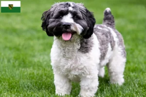 Lee más sobre el artículo Criadores de Havapoo y cachorros en Sajonia