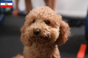 Lee más sobre el artículo Criadores de Havapoo y cachorros en Schleswig-Holstein