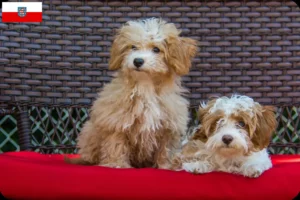 Lee más sobre el artículo Criadores de Havapoo y cachorros en Turingia