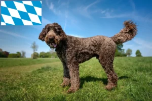 Lee más sobre el artículo Criadores y cachorros de Labradoodle en Baviera