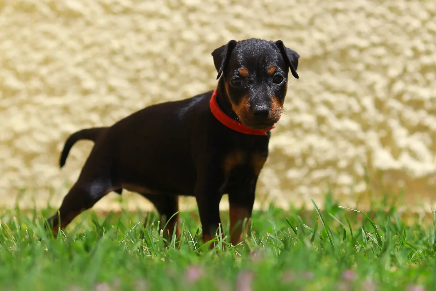 Comprar un cachorro de Manchester Terrier significa asumir responsabilidades. Comprar cachorros Manchester Terrier.
