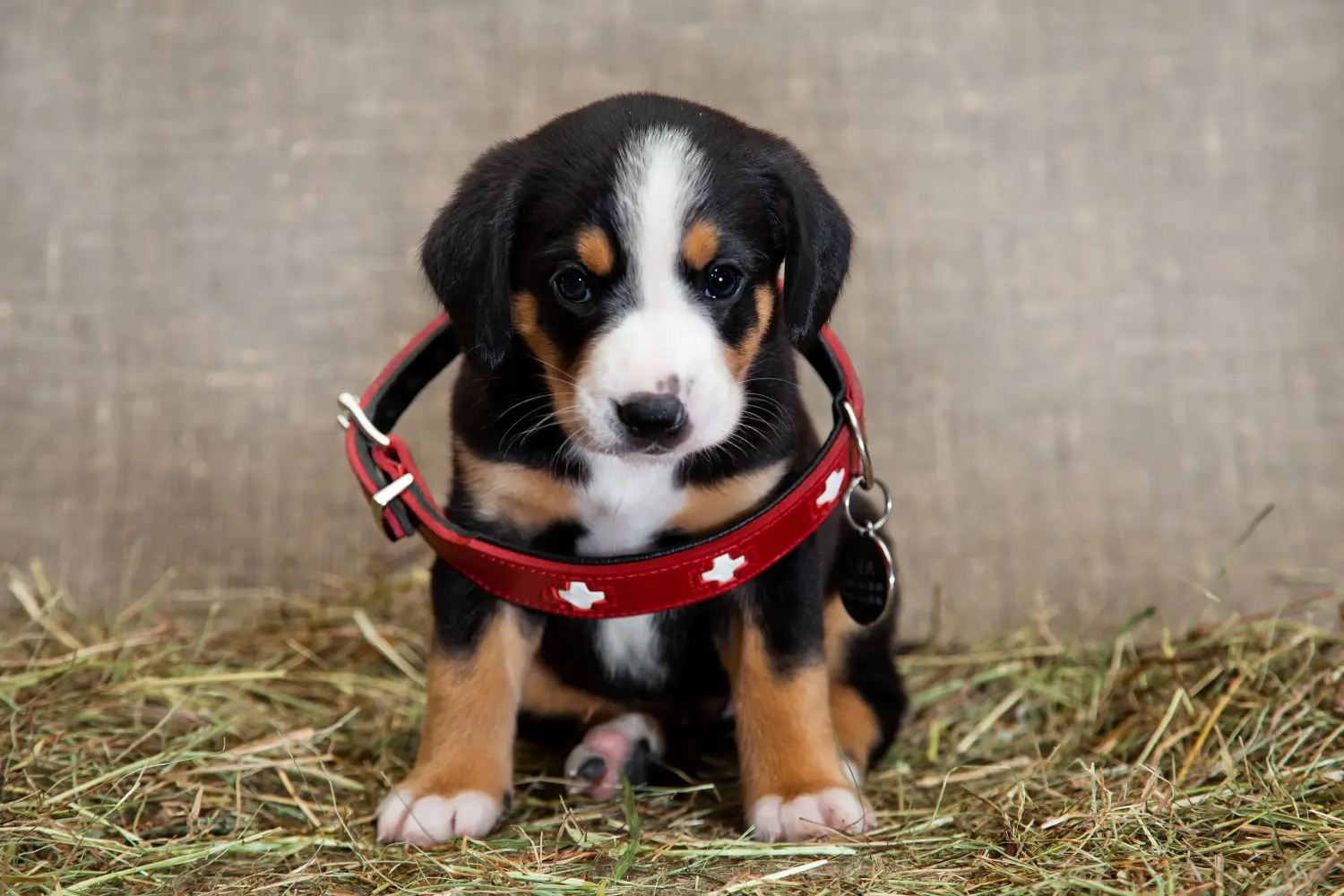 Comprar un cachorro de Perro de Montaña de Entlebuch significa asumir responsabilidades. Comprar cachorros de perro de montaña Entlebuch.