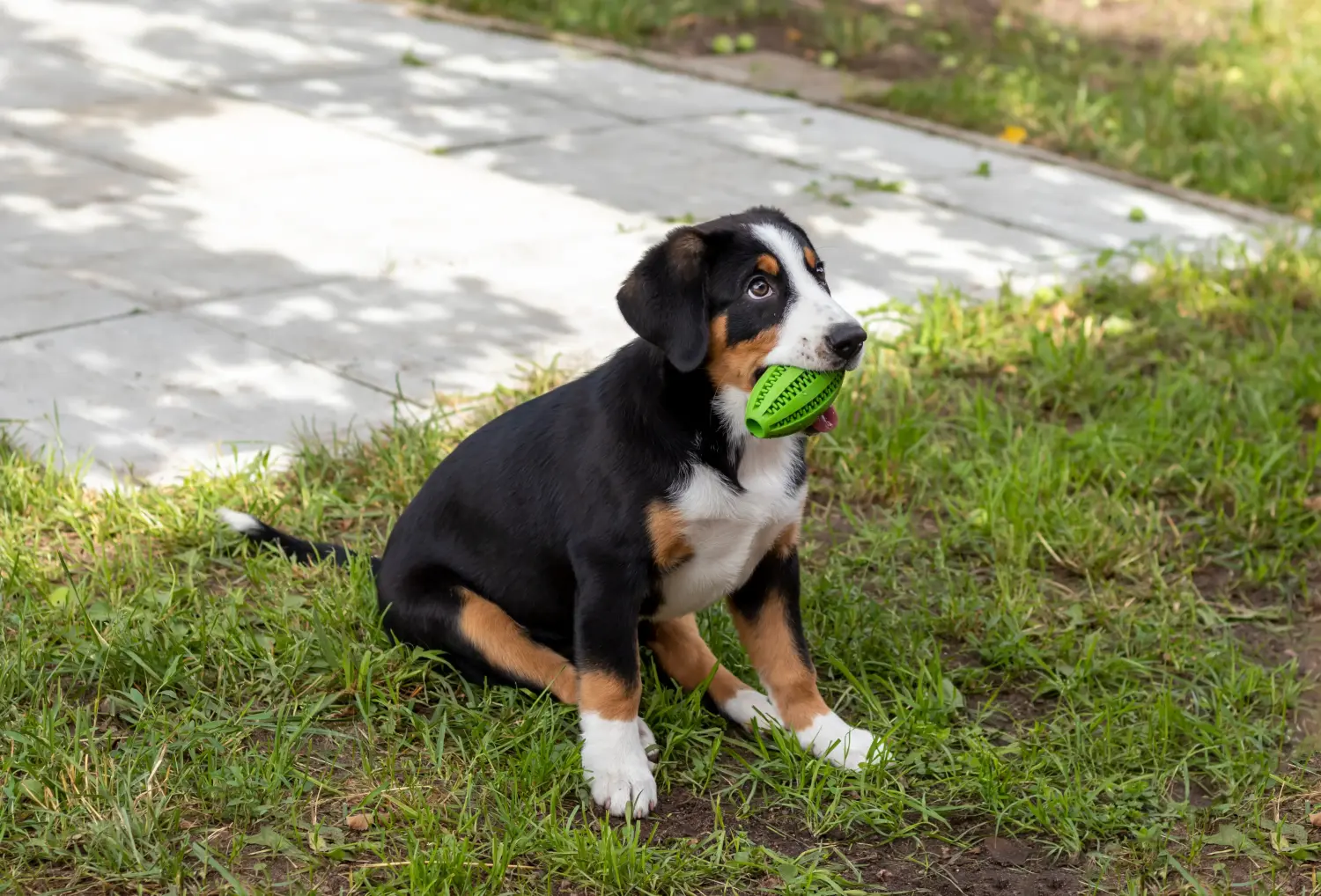 Comprar un cachorro de Perro de Montaña de Entlebuch significa asumir responsabilidades. Comprar cachorros de perro de montaña Entlebuch.