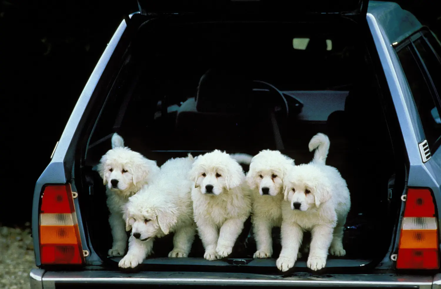 Comprar un cachorro de perro pastor del Tatra significa asumir responsabilidades. Comprar cachorros de perro pastor de Tatra.