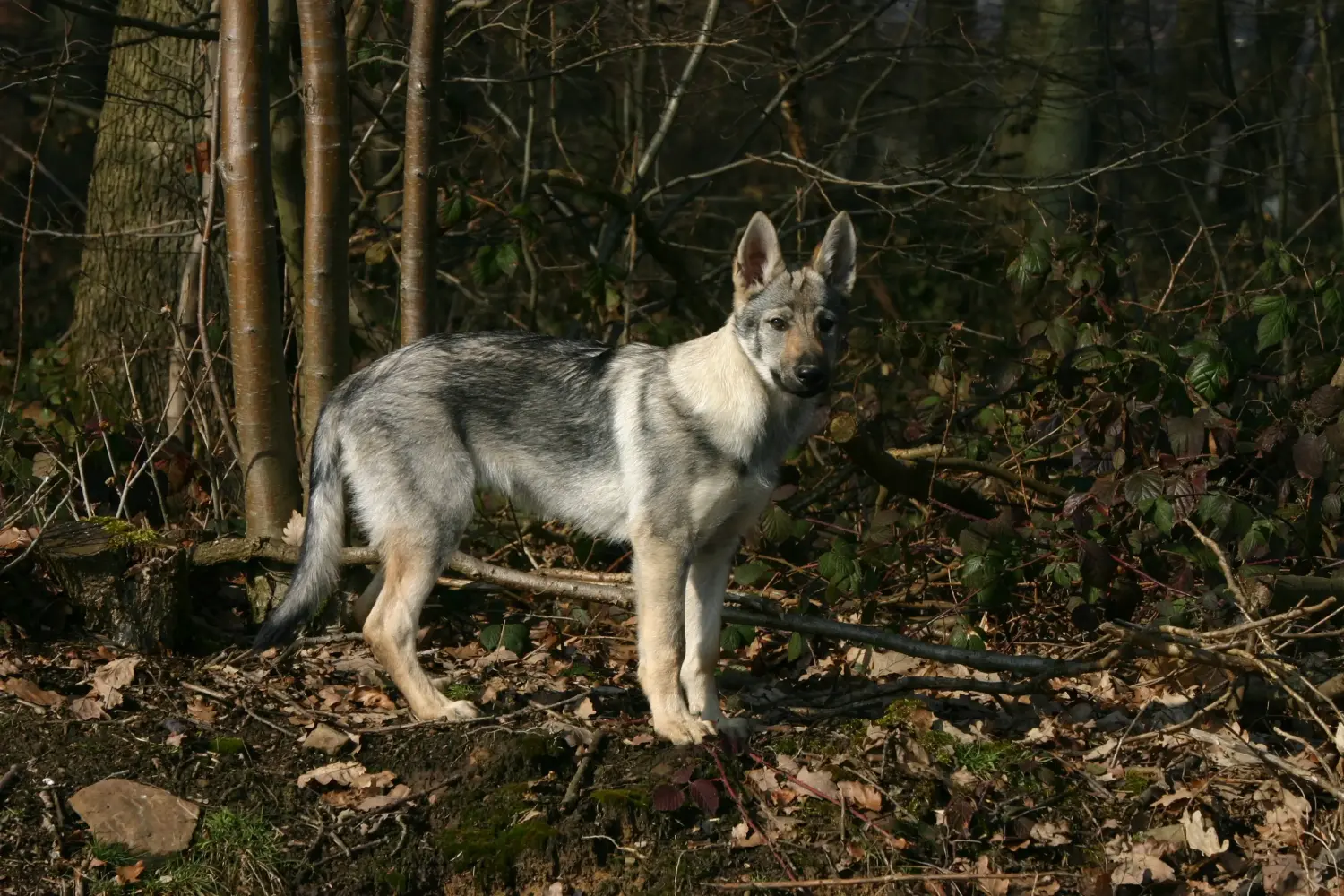 Comprar un cachorro de perro lobo checoslovaco significa asumir responsabilidades. Comprar cachorros de perro lobo checoslovaco.