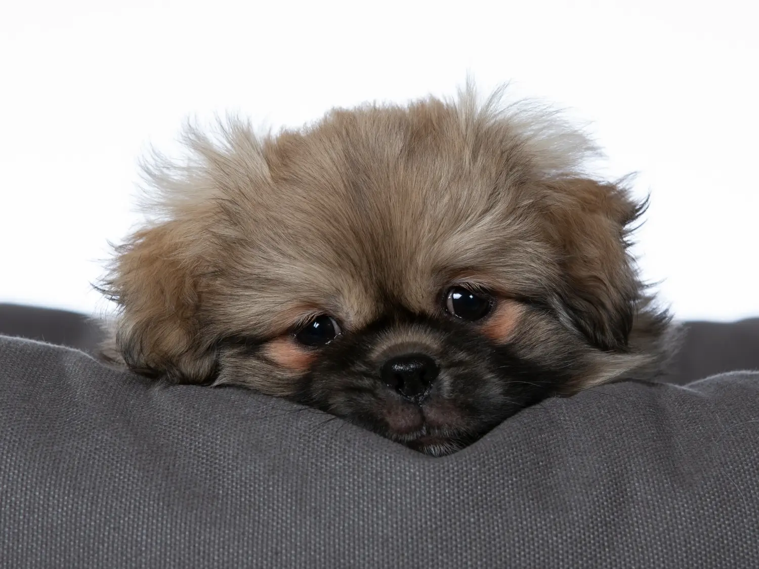 Comprar un cachorro de spaniel tibetano significa asumir responsabilidades. Comprar cachorros de spaniel tibetano.