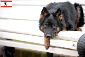 Lee más sobre el artículo Criadores de Chodský pes y cachorros en Berlín