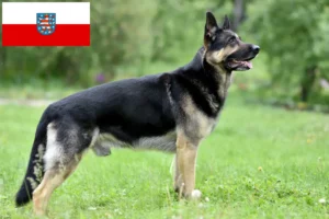 Lee más sobre el artículo Criador de Perros Pastores de Europa del Este y Cachorros en Turingia