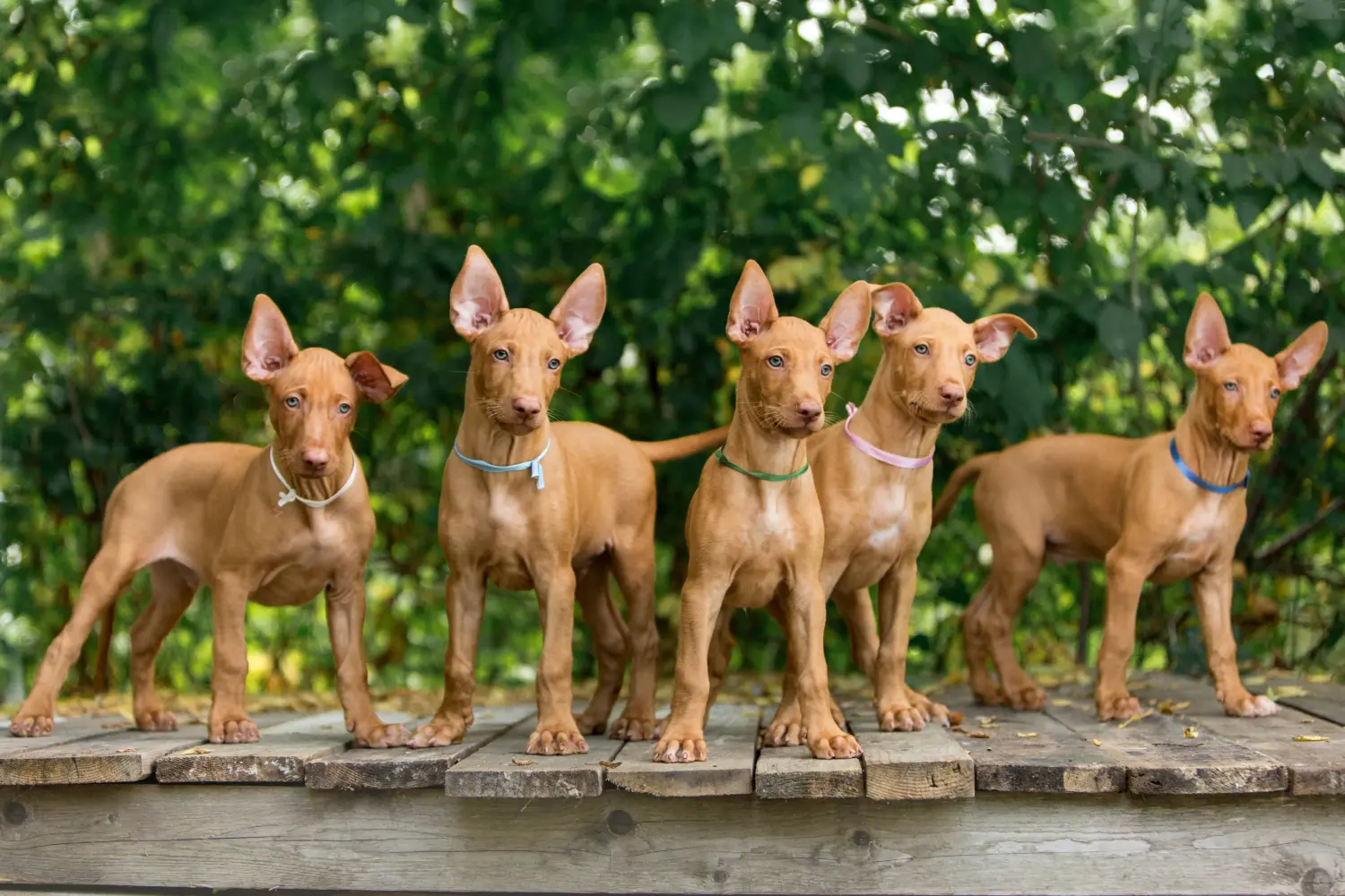 Comprar un cachorro de Pharaoh Hound significa asumir responsabilidades. Comprar cachorros de Pharaoh Hound.