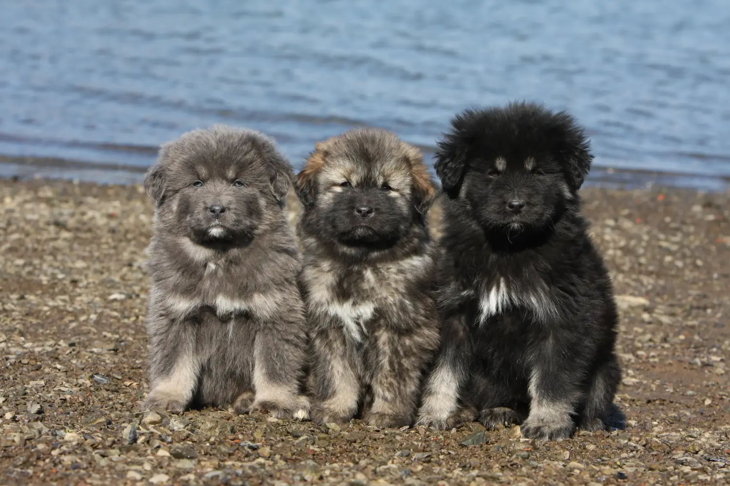 Comprar un cachorro de Mastín Tibetano significa asumir responsabilidades. Comprar cachorros de Mastín Tibetano.
