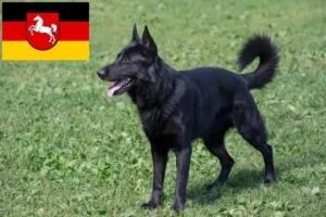 Lee más sobre el artículo Criador de perros pastores de Europa del Este y cachorros en Baja Sajonia