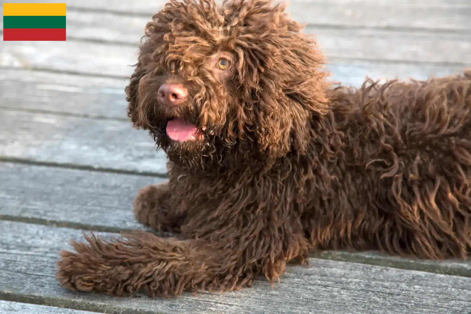 Perro de Agua Español cachorros y criadores Lituania Aquí puedes encontrar criadores de Perro de Agua Españols en Lituania.