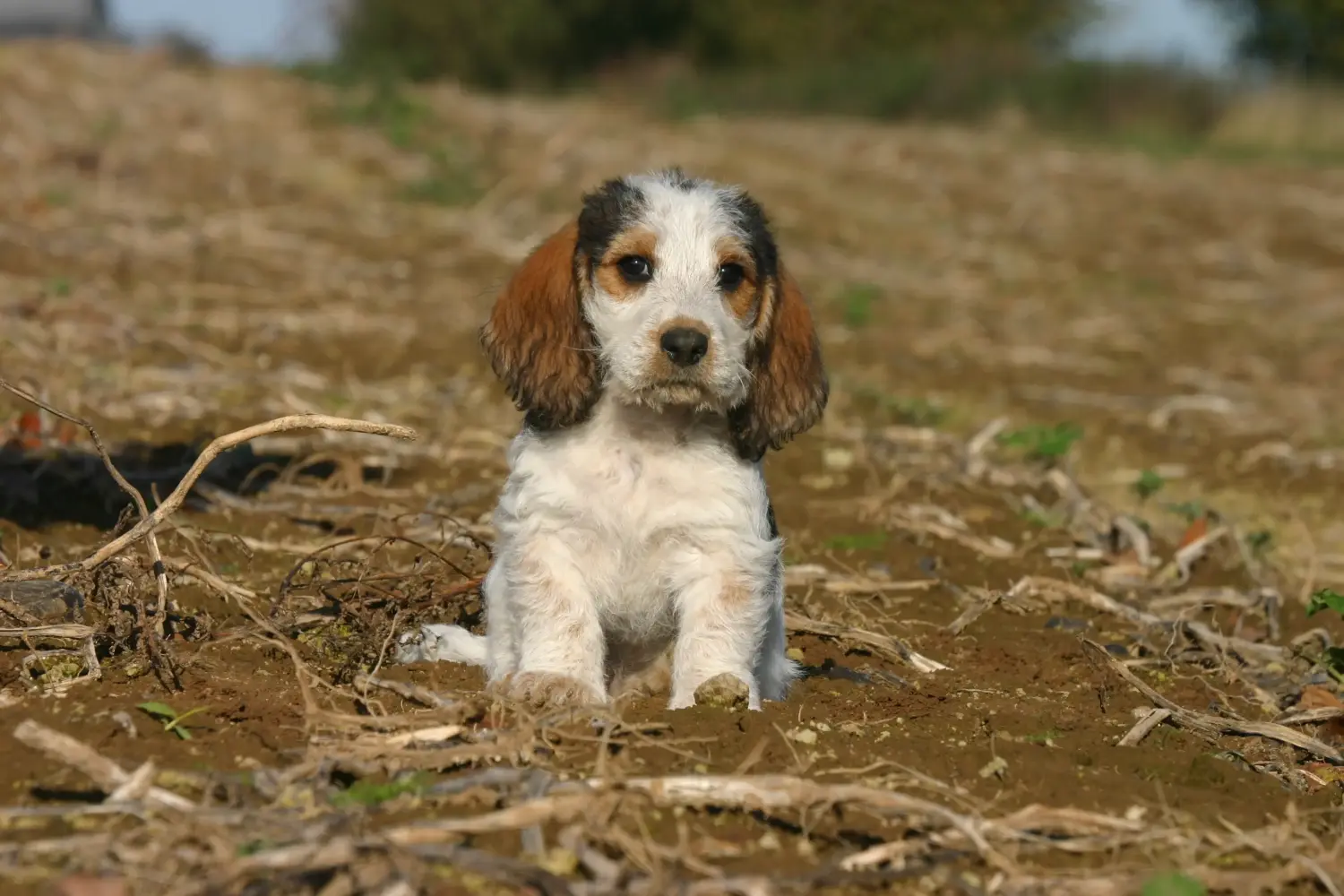 Comprar un cachorro de Petit Basset Griffon Vendéen significa asumir responsabilidades. Petit Basset Griffon Vendéen cachorros en venta.
