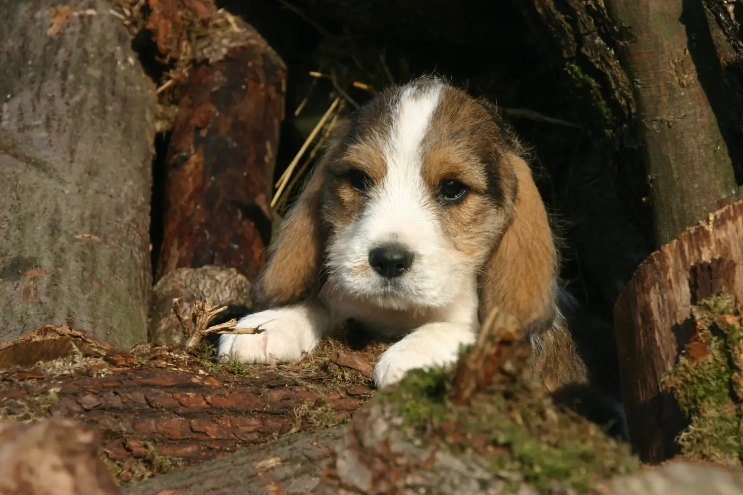 Comprar un cachorro de Petit Basset Griffon Vendéen significa asumir responsabilidades. Petit Basset Griffon Vendéen cachorros en venta.