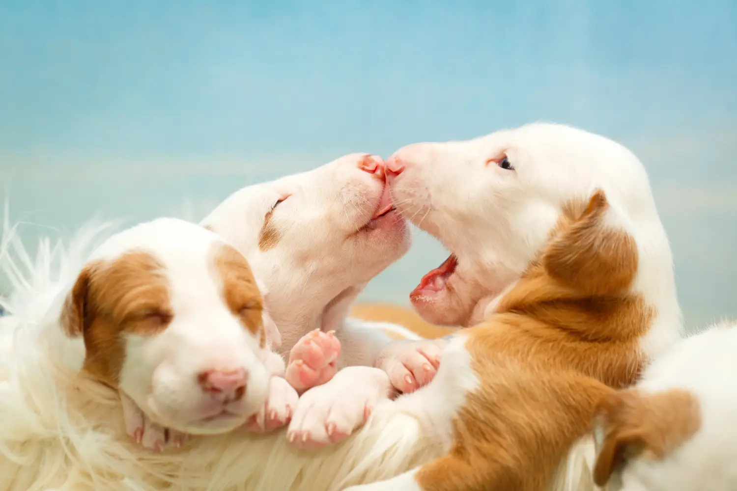 Comprar un cachorro Podenco significa asumir responsabilidades. Comprar cachorros Podenco.