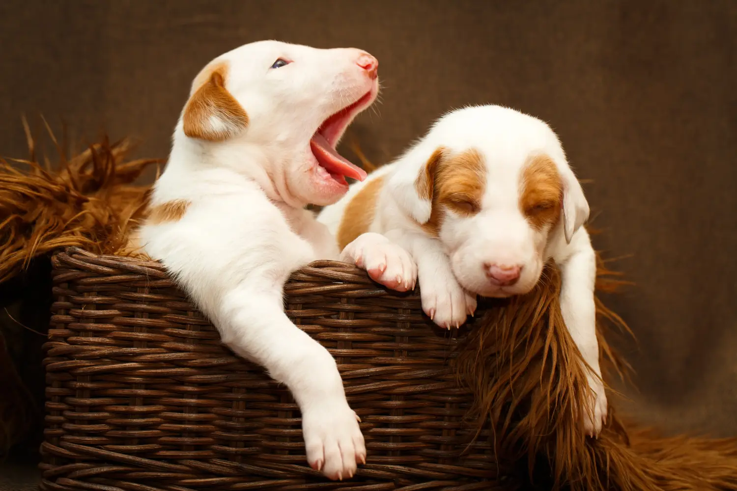 Comprar un cachorro Podenco significa asumir responsabilidades. Comprar cachorros Podenco.