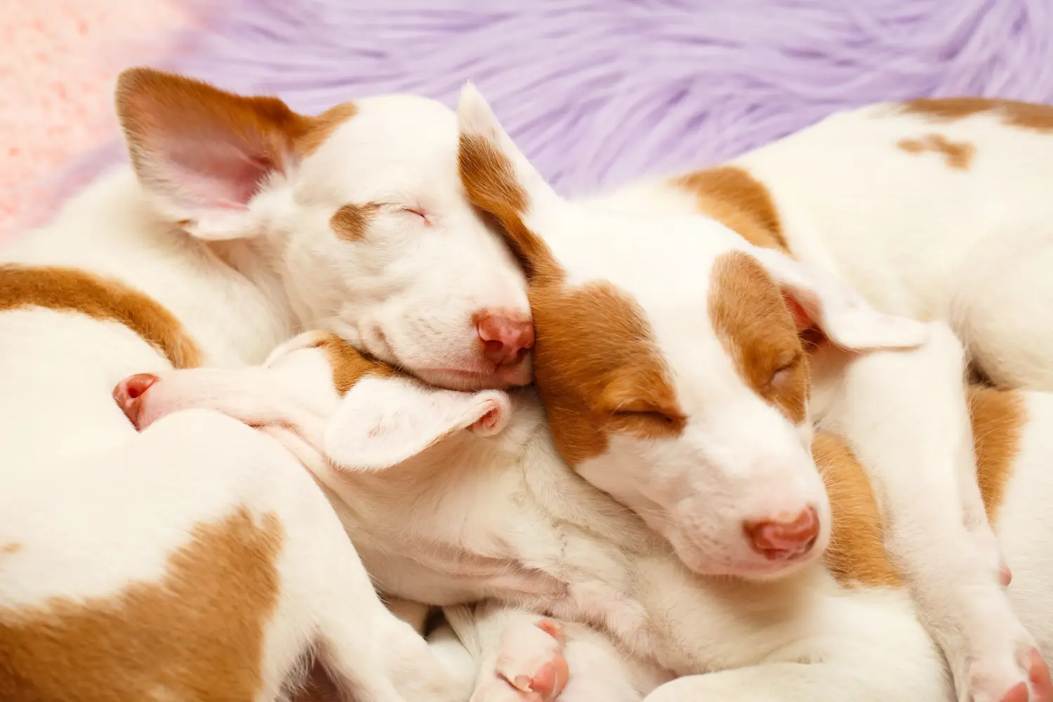 Comprar un cachorro Podenco significa asumir responsabilidades. Comprar cachorros Podenco.