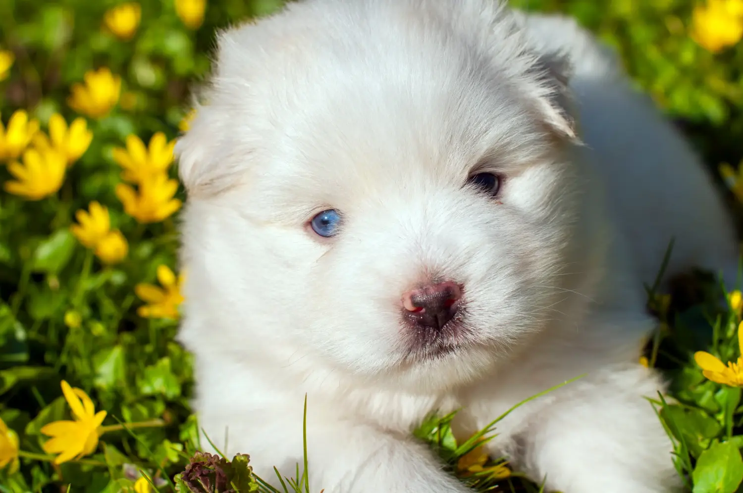 Comprar un cachorro de Pomsky significa asumir responsabilidades. Comprar cachorros Pomsky.