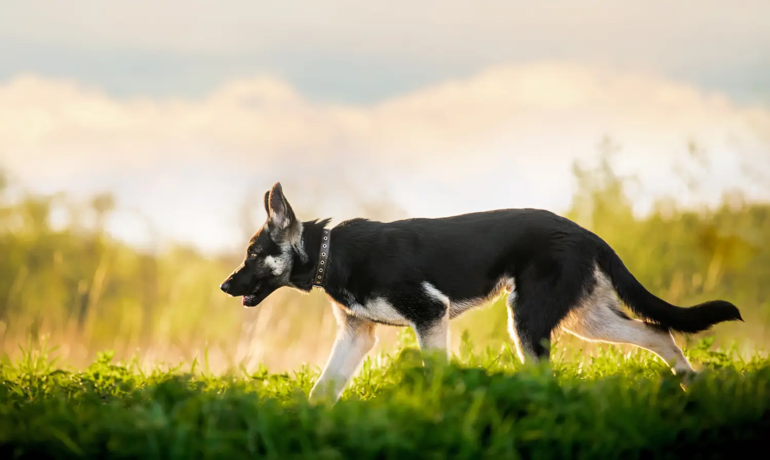 Comprar un cachorro de pastor de Europa del Este significa asumir responsabilidades. Comprar cachorros de pastor de Europa del Este.