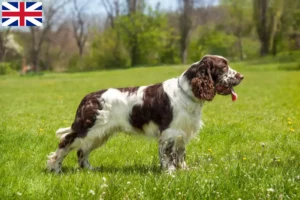 Lee más sobre el artículo Criadores de Springer Spaniel Inglés y cachorros en Gran Bretaña