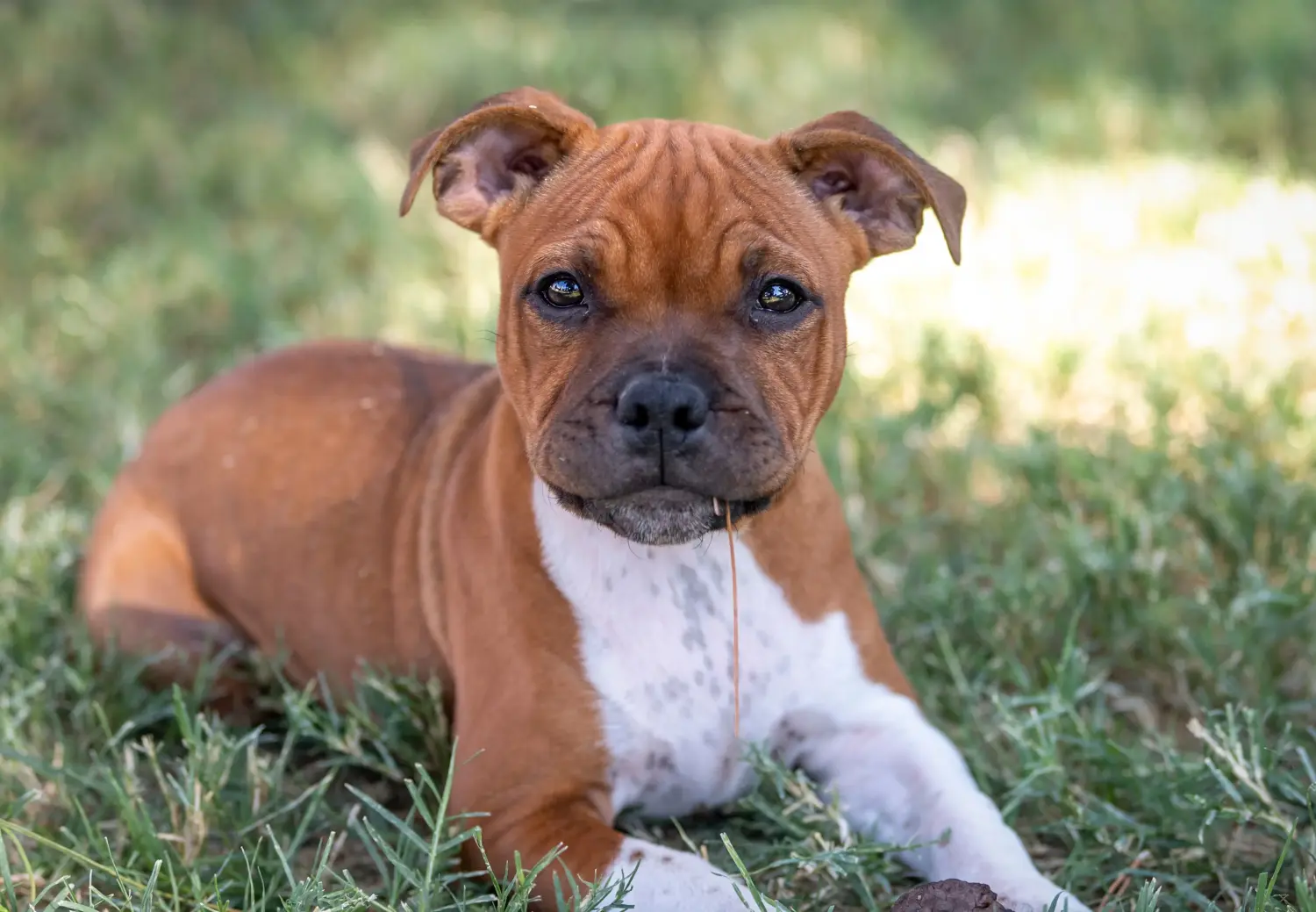 Comprar un cachorro de Staffordshire Bull Terrier significa asumir responsabilidades. Comprar cachorros de Staffordshire Bull Terrier.