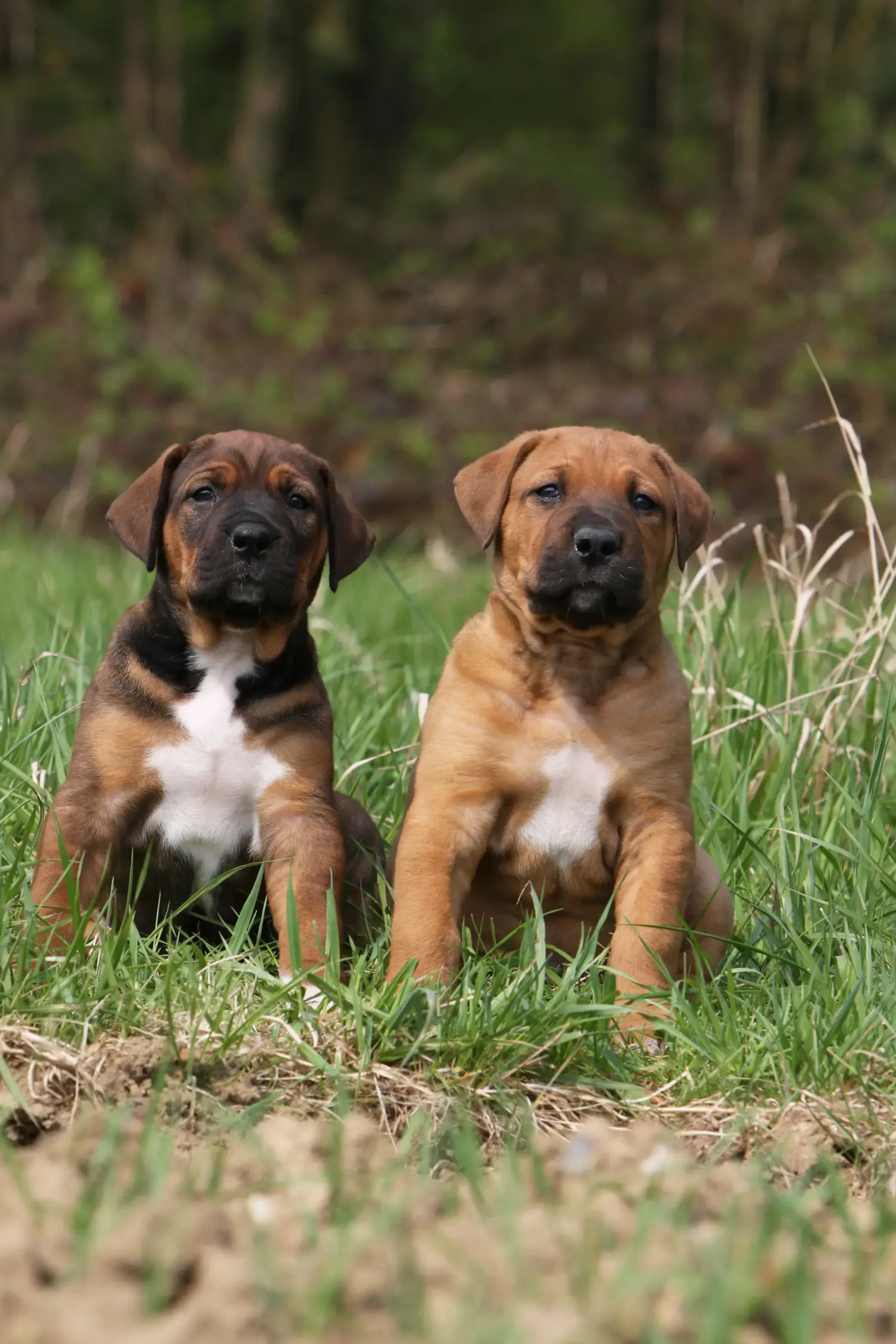 Comprar un cachorro de Tosa significa asumir responsabilidades. Comprar cachorros Tosa.