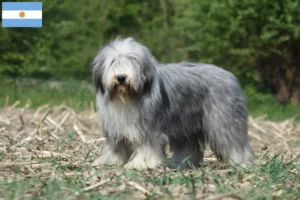 Lee más sobre el artículo Criadores y cachorros de Bearded Collie en Argentina