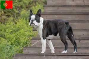 Lee más sobre el artículo Criadores y cachorros de Boston Terrier en Portugal