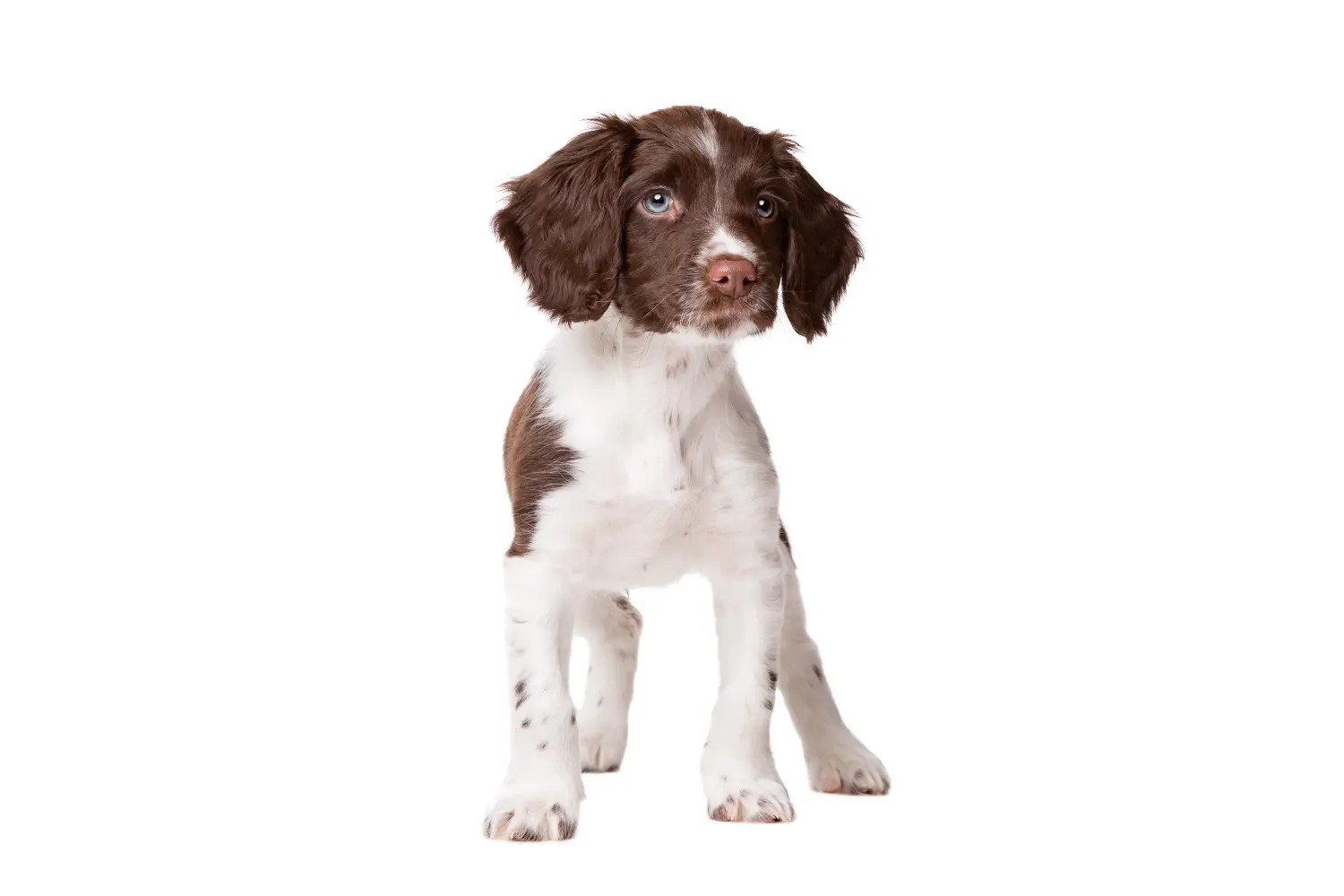 Comprar un cachorro de Drentse Patrijshond significa asumir responsabilidades. Comprar cachorros Drentse Patrijshond.