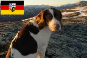 Lee más sobre el artículo Criadores y cachorros de Drentse Patrijshond en Sarre