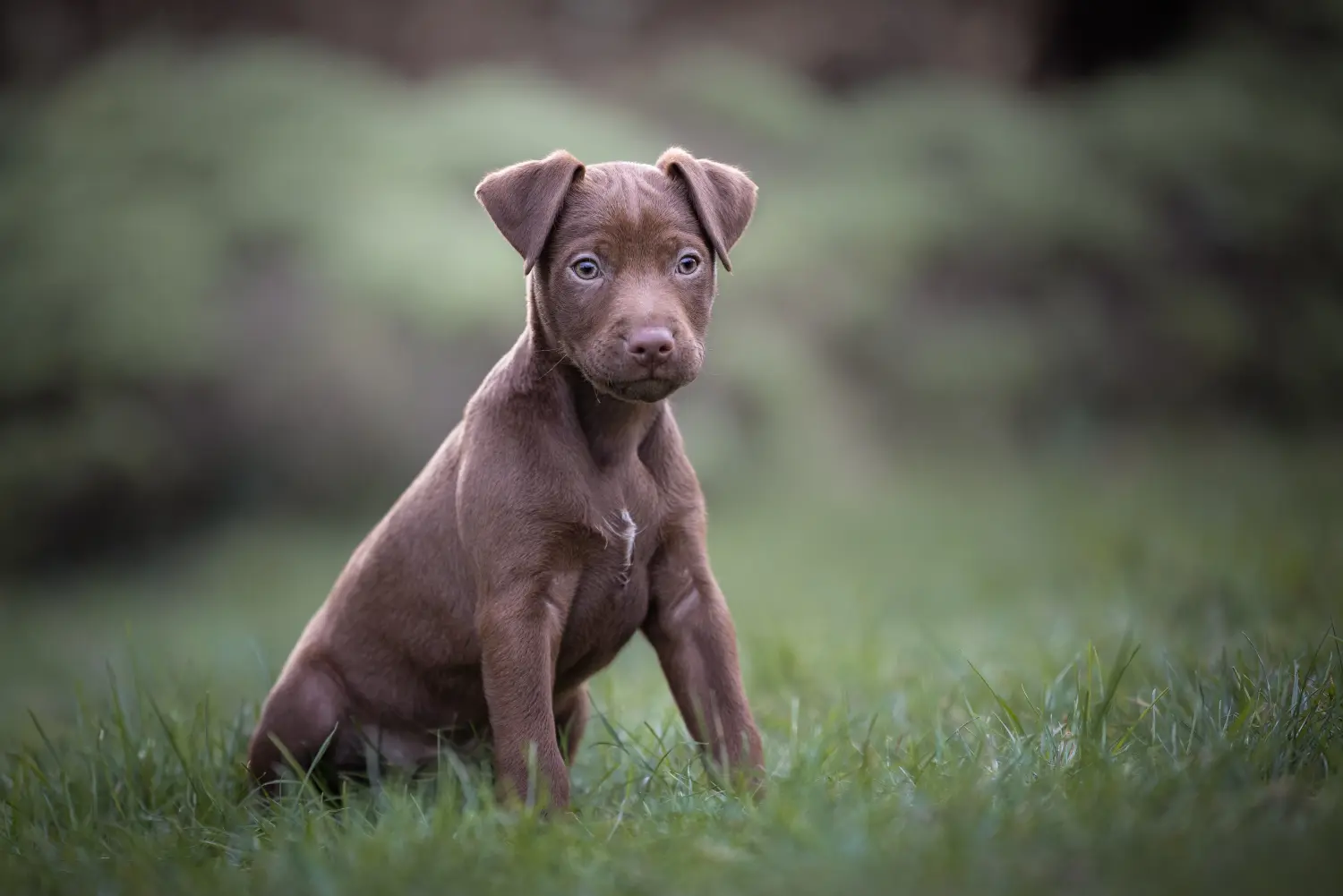 Comprar un cachorro de Patterdale Terrier significa asumir responsabilidades. Comprar cachorros de Patterdale Terrier.
