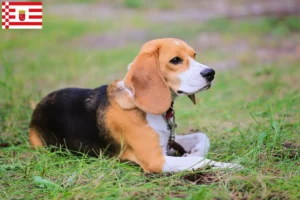 Lee más sobre el artículo Criadores de Beagle Harrier y cachorros en Bremen