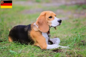 Lee más sobre el artículo Criadores de Beagle Harrier y cachorros en Renania-Palatinado