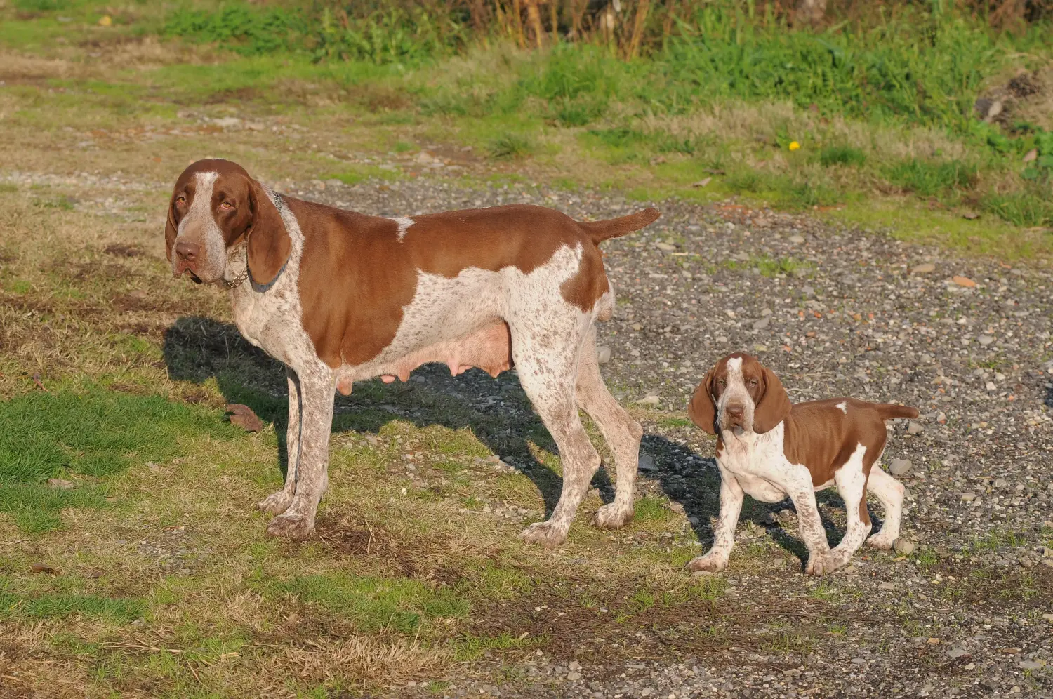 Comprar un cachorro de Bracco Italiano significa asumir responsabilidades. Comprar cachorros Bracco Italiano.