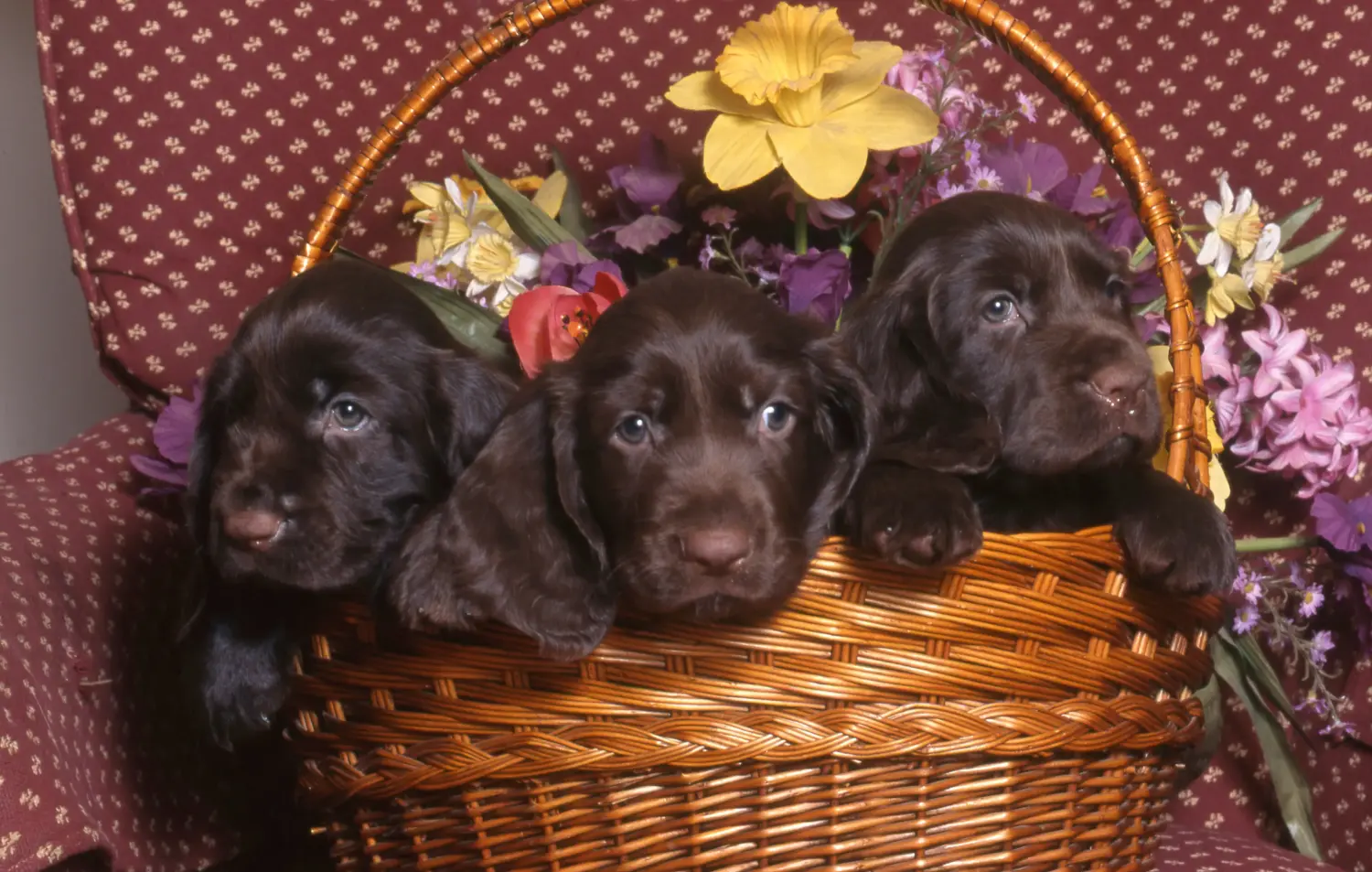 Comprar un cachorro de Field Spaniel significa asumir responsabilidades. Comprar cachorros de Field Spaniel.