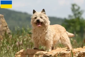 Lee más sobre el artículo Criadores de Cairn Terrier y cachorros en Ucrania