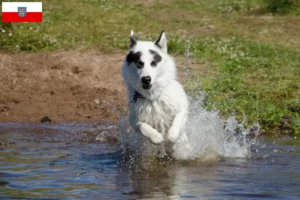 Lee más sobre el artículo Criador de perros esquimales canadienses y cachorros en Turingia
