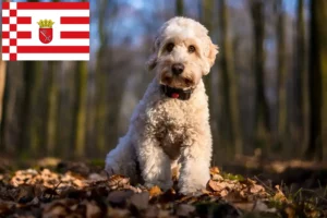 Lee más sobre el artículo Criadores de Cockapoo y cachorros en Bremen