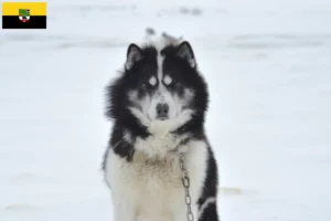 Lee más sobre el artículo Criador de perros esquimales canadienses y cachorros en Sajonia-Anhalt