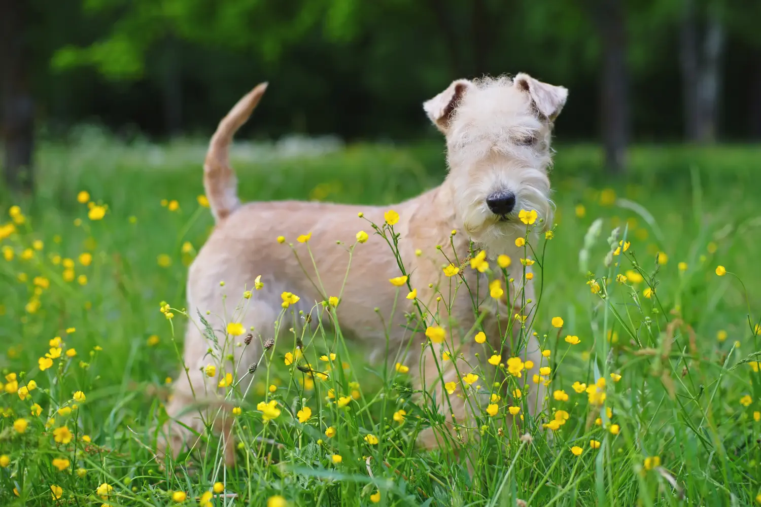 Comprar un cachorro de Lakeland Terrier significa asumir responsabilidades. Comprar cachorros Lakeland Terrier.
