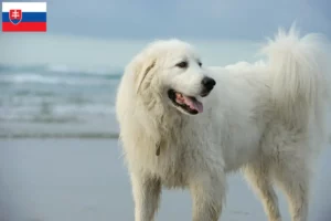 Lee más sobre el artículo Criadores de Perros de Montaña de los Pirineos y cachorros en Eslovaquia