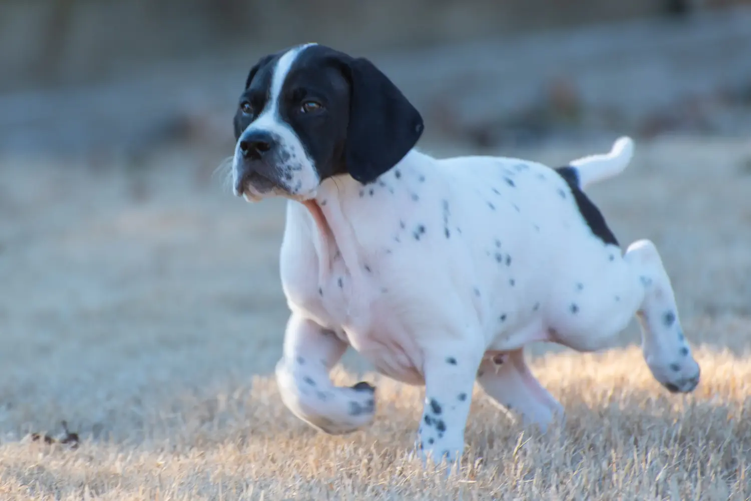 Comprar un cachorro de Pointer inglés significa asumir responsabilidades. Comprar cachorros de Pointer inglés.