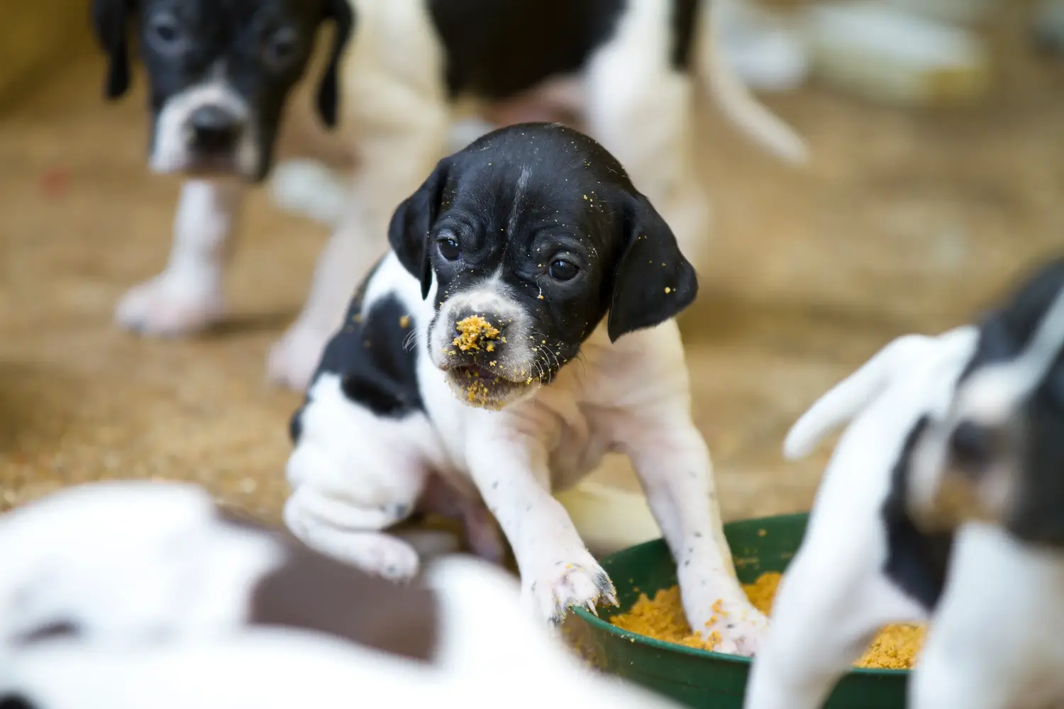 Comprar un cachorro de Pointer inglés significa asumir responsabilidades. Comprar cachorros de Pointer inglés.