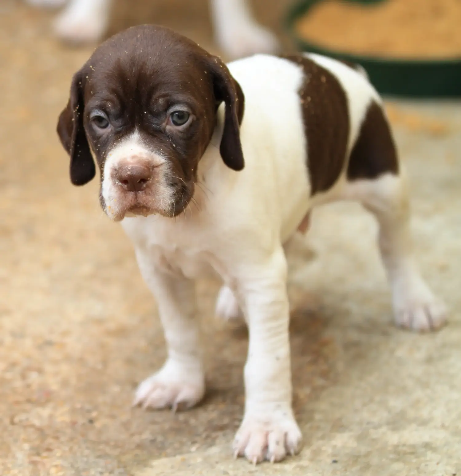 Comprar un cachorro de Pointer inglés significa asumir responsabilidades. Comprar cachorros de Pointer inglés.