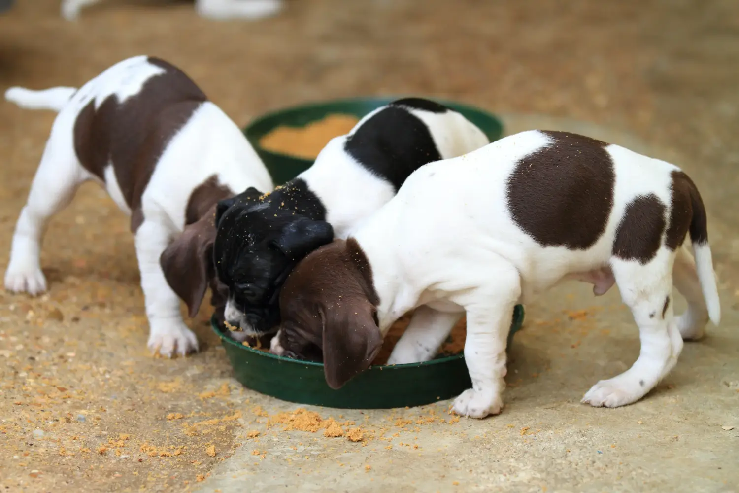Comprar un cachorro de Pointer inglés significa asumir responsabilidades. Comprar cachorros de Pointer inglés.
