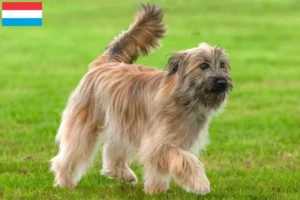 Lee más sobre el artículo Criadores y cachorros de Berger des Pyrenees en Luxemburgo