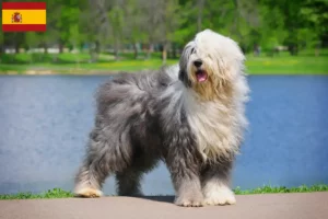 Lee más sobre el artículo Criadores y cachorros de Bobtail en España