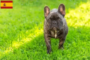 Lee más sobre el artículo Criadores de Bulldog Francés y cachorros en España