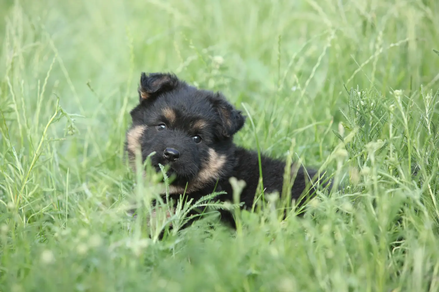 Comprar un cachorro de Chodský pes significa asumir responsabilidades. Comprar cachorros de Chodský pes.